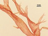4 - Porzioni subapicali del tallo e proliferazioni marginali ligulate con carposporofiti